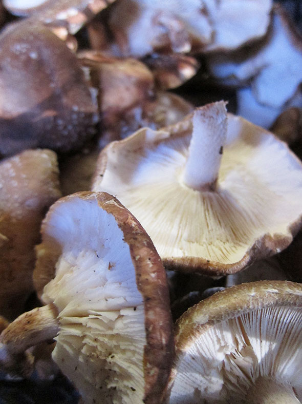 mushroom beauties