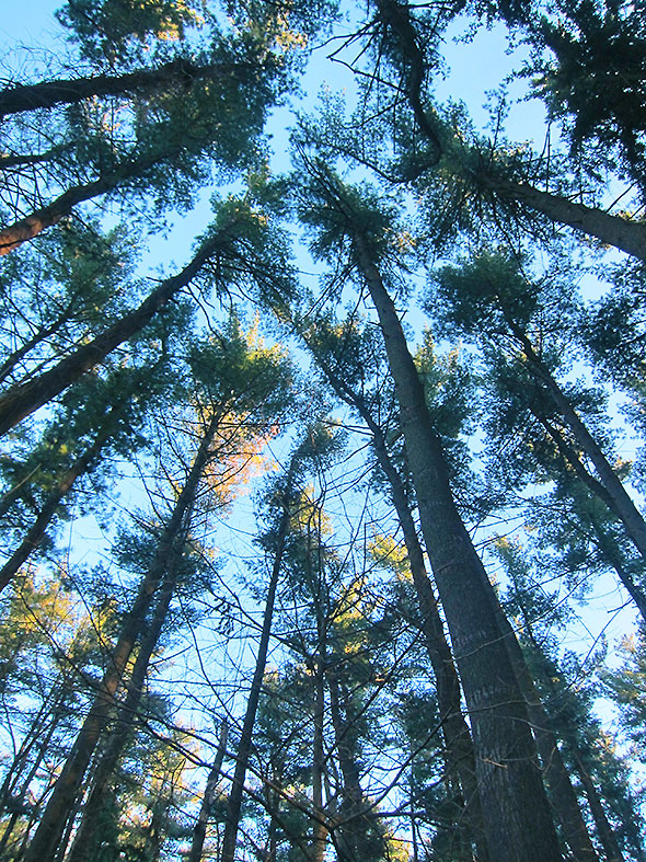 The Canopy of the Pine Forest