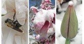 At top left, an unfortunate bee was caught unawares during a routine pollination; at center, a flowering magnolia tree bears the additional weight of snow caps, while, at right, the tip of a still-closed tulip is graced with a tuft of snow.