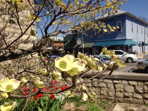The flowers on the dogwood tree at the First Presbyterian Church on Xenia Ave. are just starting to open, by the weekend it should be in full bloom!