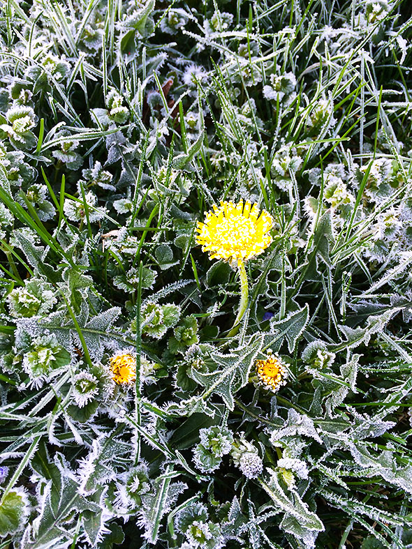 Dandelion In The Frost