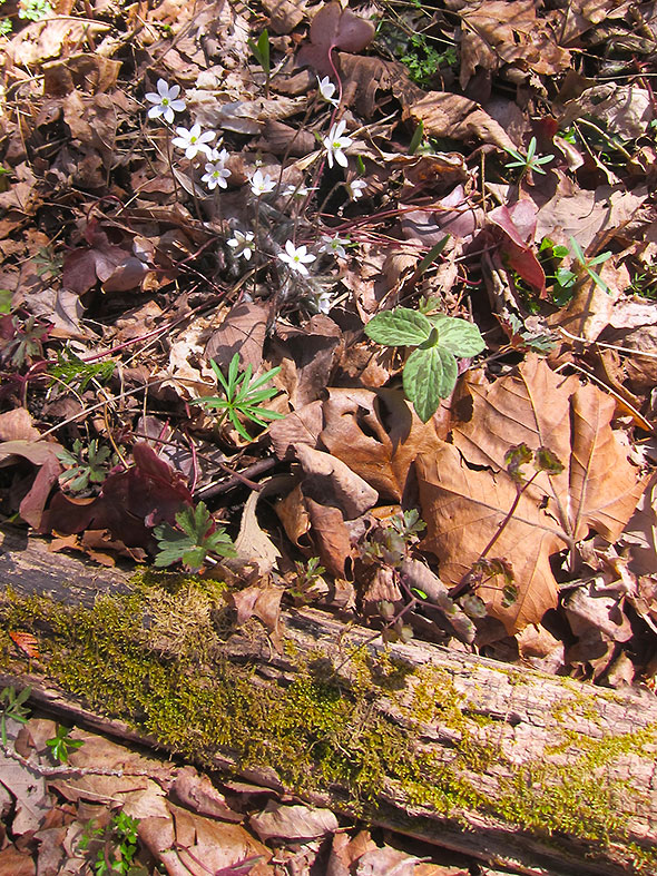 first Trillium