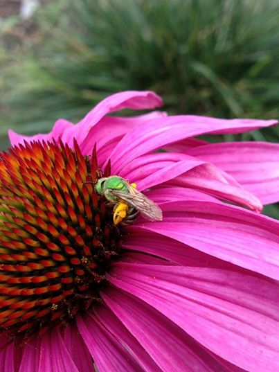 Echinacea and bee