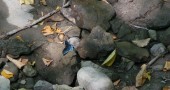 A beautiful blue butterfly landed on some rocks last fall. (photo by Suzanne Szempruch)
