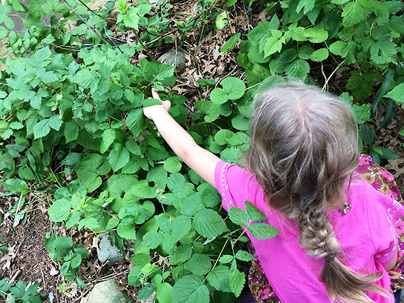 berry huntress