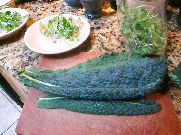 dinosaur kale