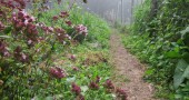 The Antioch College food forest, located on the Antioch Farm, includes locust, plum and pawpaw trees, hazelnut bushes, jostaberries, wild chives and more, including this oregano. Take a tour on July 17. (Photo from antiochcollege.org)