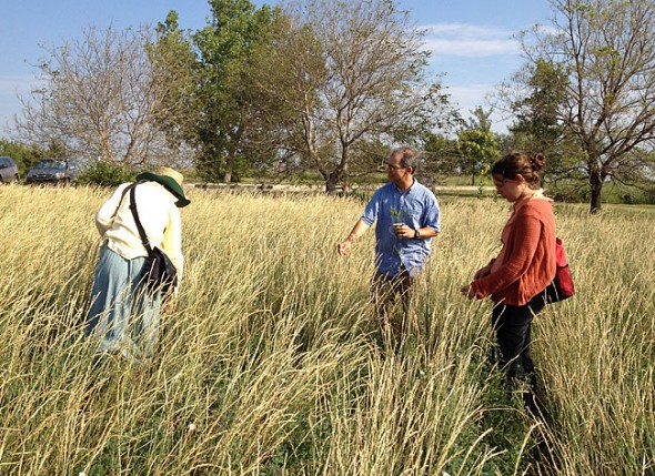 Antioch students tour high-calorie perennial grain crops at the Land Institute in Salina, Ks. (Submitted photo)