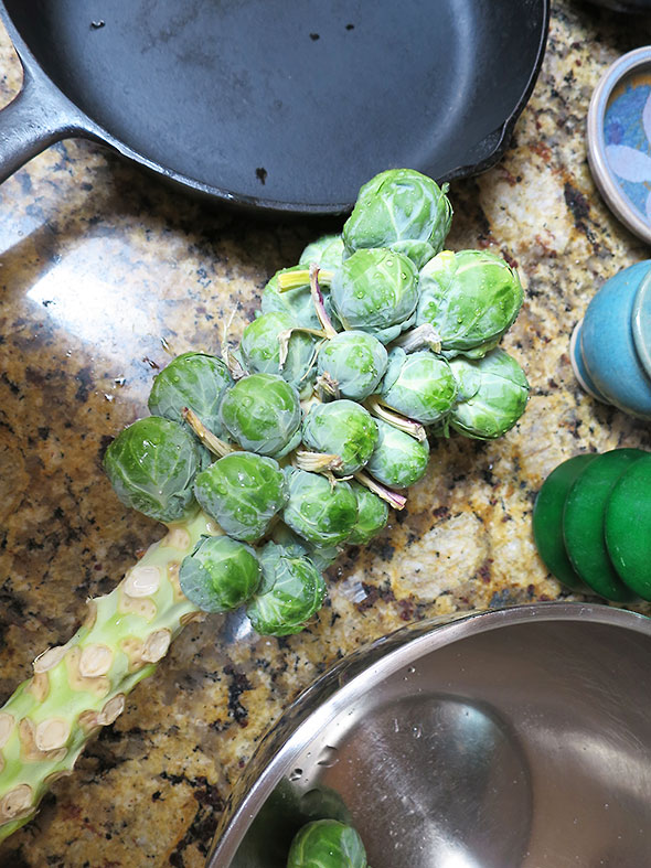 brussels sprouts stalk