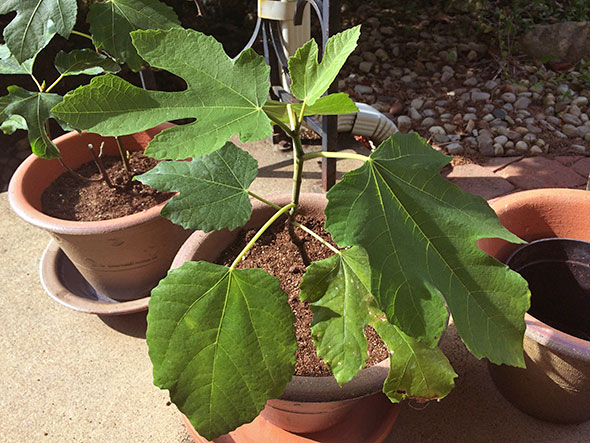 repotted fig