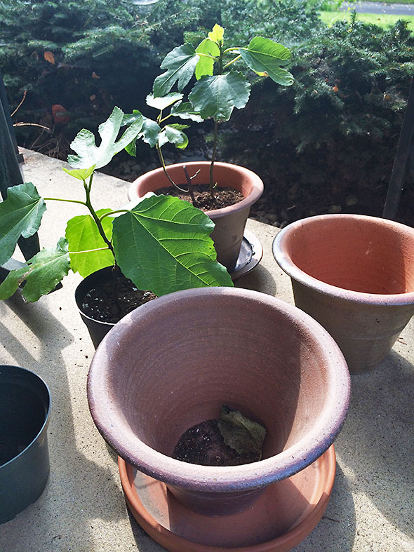 repotting fig cuttings