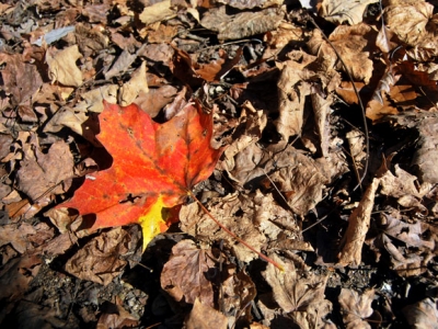 Aaron's Lens - Autumn Leaves