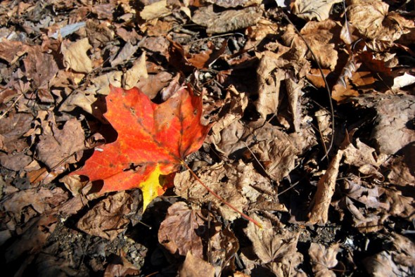 A striking red maple leaf stands out from the faded underbrush (photos by Aaron Zaremsky)