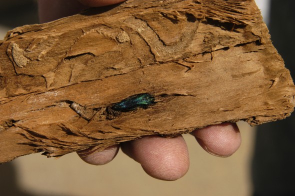 John Bryan's ash trees are the latest in the area to be removed due to infestation by the emerald ash borer. (Photo: http://ohiodnr.gov/insectsanddisease)