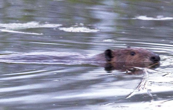 One of the beavers present in the Glass Farm wetland. (submitted photo by Scott Stolsenberg)