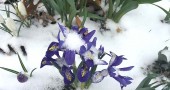 Springtime beauties at Mills Lawn School were blanketed by unexpected snow. (Photo by Matt Minde)