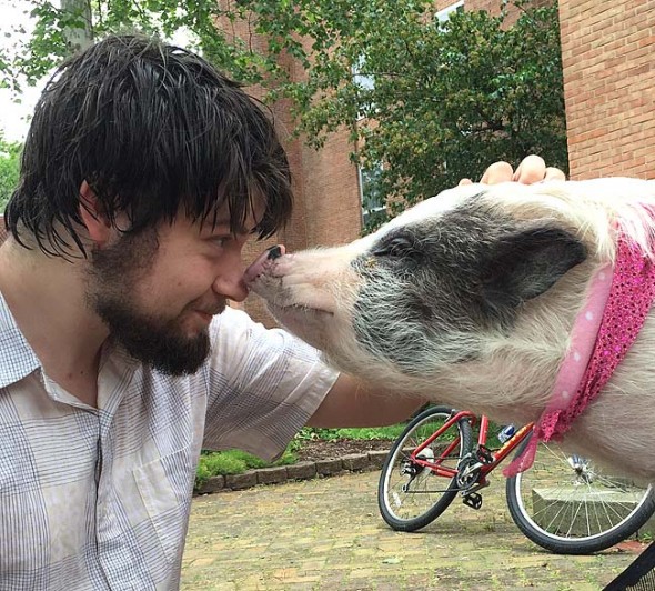 Antioch College fourth-year student Perrin Ellsworth went nose to nose with Penelope the therapy pig. (Submitted photo by Jennifer Berman)