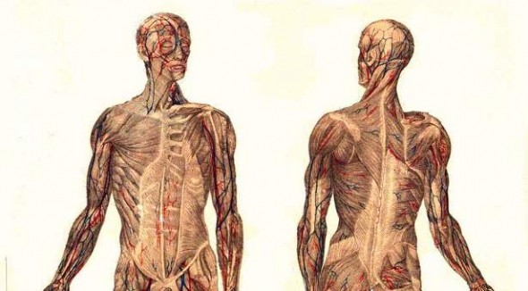 Muscular_System-wikimedia-meyers-public-domain