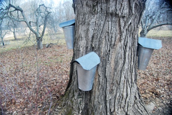 The harvesting and making of Flying Mouse Farms' maple syrup (Photos by Aaron Zaremsky)