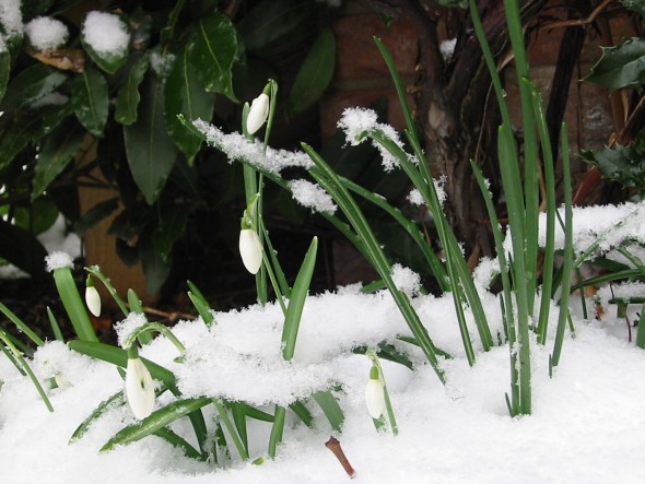 Snowdrops, after calling down the snow. (Photo via Wikimedia)