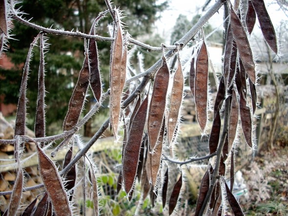 Redbud pods with early winter hoarfrost (Photo by Audrey Hackett)
