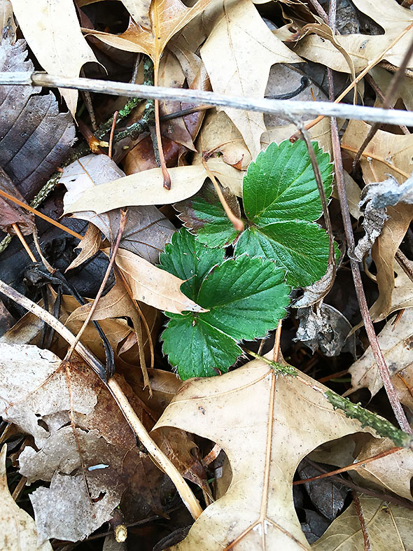 indented leaves of the strawberry plant