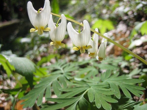 Dicentra cucullaria, or "Dutchman's Breeches," in bloom.  (Photo by Biosthmors (Own work) [CC BY-SA 4.0 (http://creativecommons.org/licenses/by-sa/4.0)], via Wikimedia Commons)