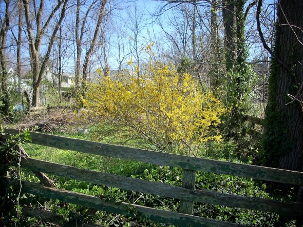 No fence can keep this color in. Forsythia bloomed in its paddock on Union Street this weekend. (Photo by Audrey Hackett)
