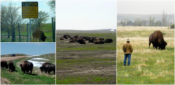 buffalo collage