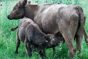 The female cows usually care for the babies, with some help from older cows.