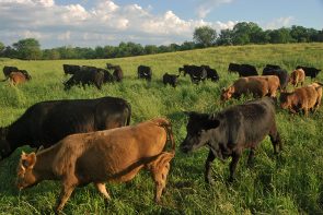 The cows move around the pasture.