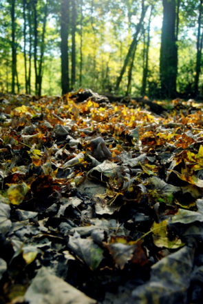 Fallen Leaves