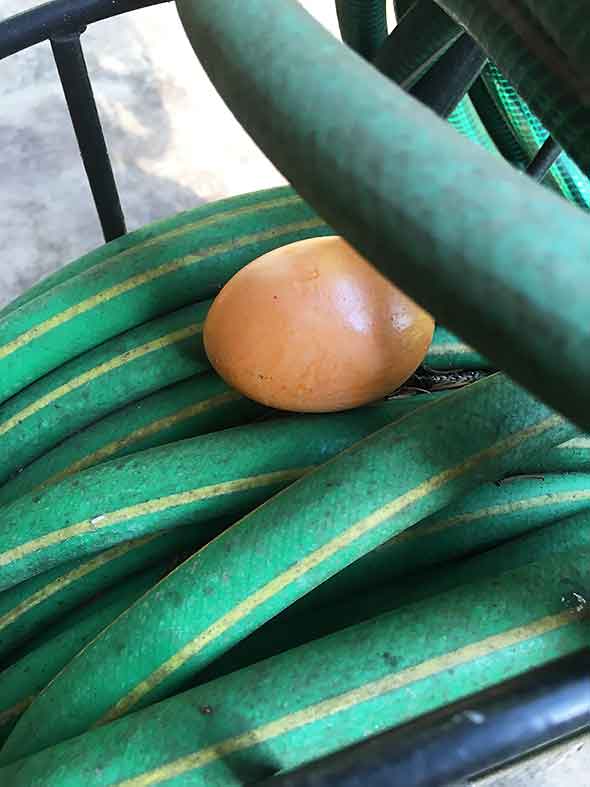 Egg On Garden Hose