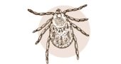 Fig. 1: The common blacklegged or deer tick, Ixodes scapularis.
