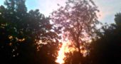 The sunset view from my beautifully wooded and greatly admired (by me) backyard.