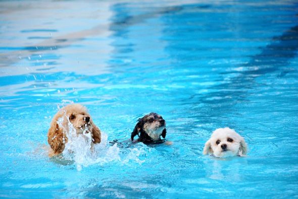 Three tiny dogs who clearly enjoyed each other’s company as much as their dip in Labor Day's Gaunt Park Pool Doggie Splash fundraiser. (Photo by Aaron Zaremsky)