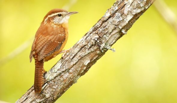 A Carolina wren. (Photo by ADJ82 - Own work, CC BY-SA 4.0, Wikimedia Commons)
