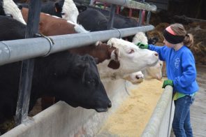 Kate Marshall pet some cows as they finished on grain. The seven-year-old loves caring for the animals — it’s hard to get her inside. (Photo by Megan Bachman)