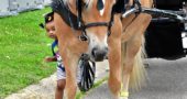 Feet of all shapes and sizes trod the streets during Saturday’s Spring Street Fair. Shown here is “little Sophia” with a big friend, Sandy King’s horse, Daisy. (Photo by Kathleen Galarza)