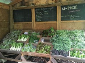 The first harvest at Hearbeat Learning Gardens featured a variety of vegetables, herbs, u-pick strawberries and all the garlic scapes one desired. The CSA, in its 14th season, is also an educational farm.  (Submitted Photo By MJ Gentile)