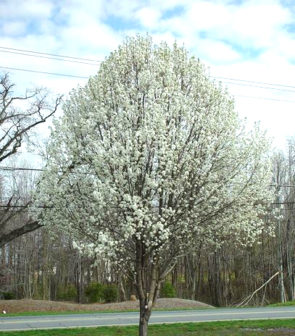 A Callery pear tree in bloom. Bradford pear is a popular cultivar. (Ohio Forestry Association)