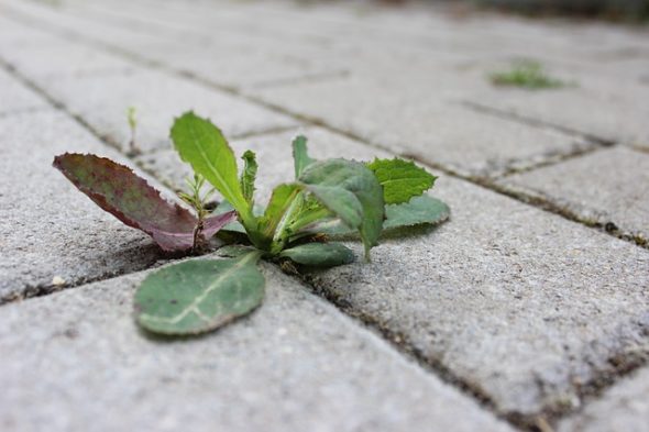 The Village of YS released a statement this week urging citizens to maintain plant life along public sidewalks. 