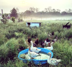 On a June morning this year, local photographer James Luckett captured the chickens, geese and ducks on the Antioch farm. Luckett is now an assistant chef in the Antioch kitchens. (Submitted Photo by James Luckett)