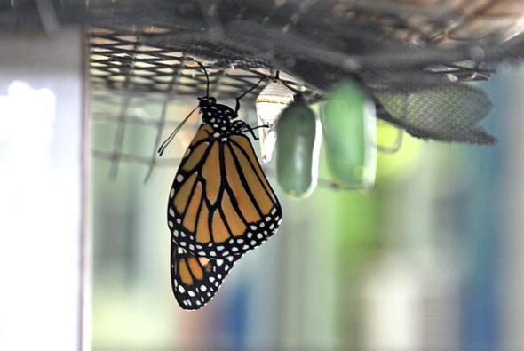 A newly eclosed monarch butterfly hung near its now-transparent burst chrysalis, gathering its strength to fly. Other chrysalids waited for the magic event to seize them. This particular monarch was the first one raised this season on the author’s North High Street porch. (Photo by Audrey Hackett)