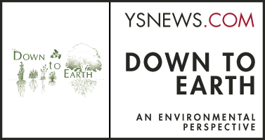Down to Earth | Native plants support ecosystem