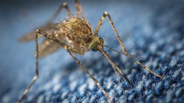 From Aug. 1 to 5, Greene County Public Health trapped mosquitos in the Bellbrook area; the Health District was notified on Tuesday, Aug. 17, that the mosquitos tested positive for West Nile Virus. (Image via Pixabay)