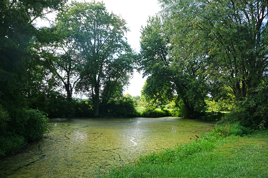Village confronts Ellis Pond algae • The Yellow Springs News