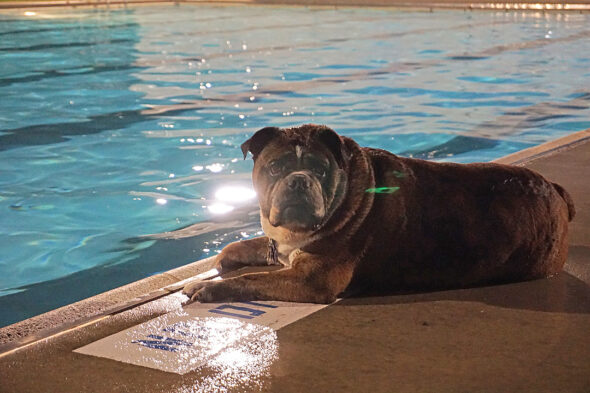 Odin the bulldog was happy to kick back and lounge by the pool while others of his ilk splashed and played in the water. (Photos by Reilly Dixon)