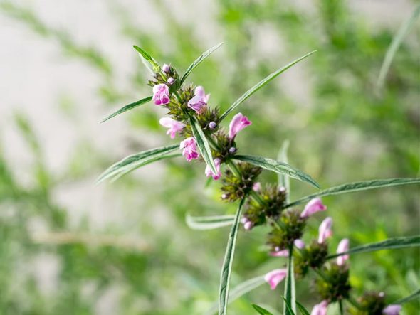 The Briar Patch  Mothering motherwort • The Yellow Springs News