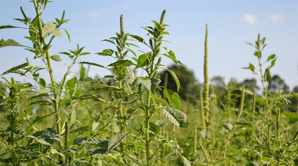 The Briar Patch  Mothering motherwort • The Yellow Springs News
